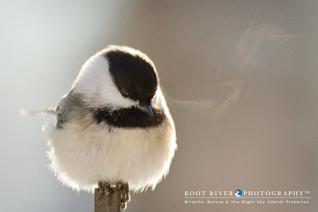 Bird Breath
