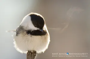 Bird Breath