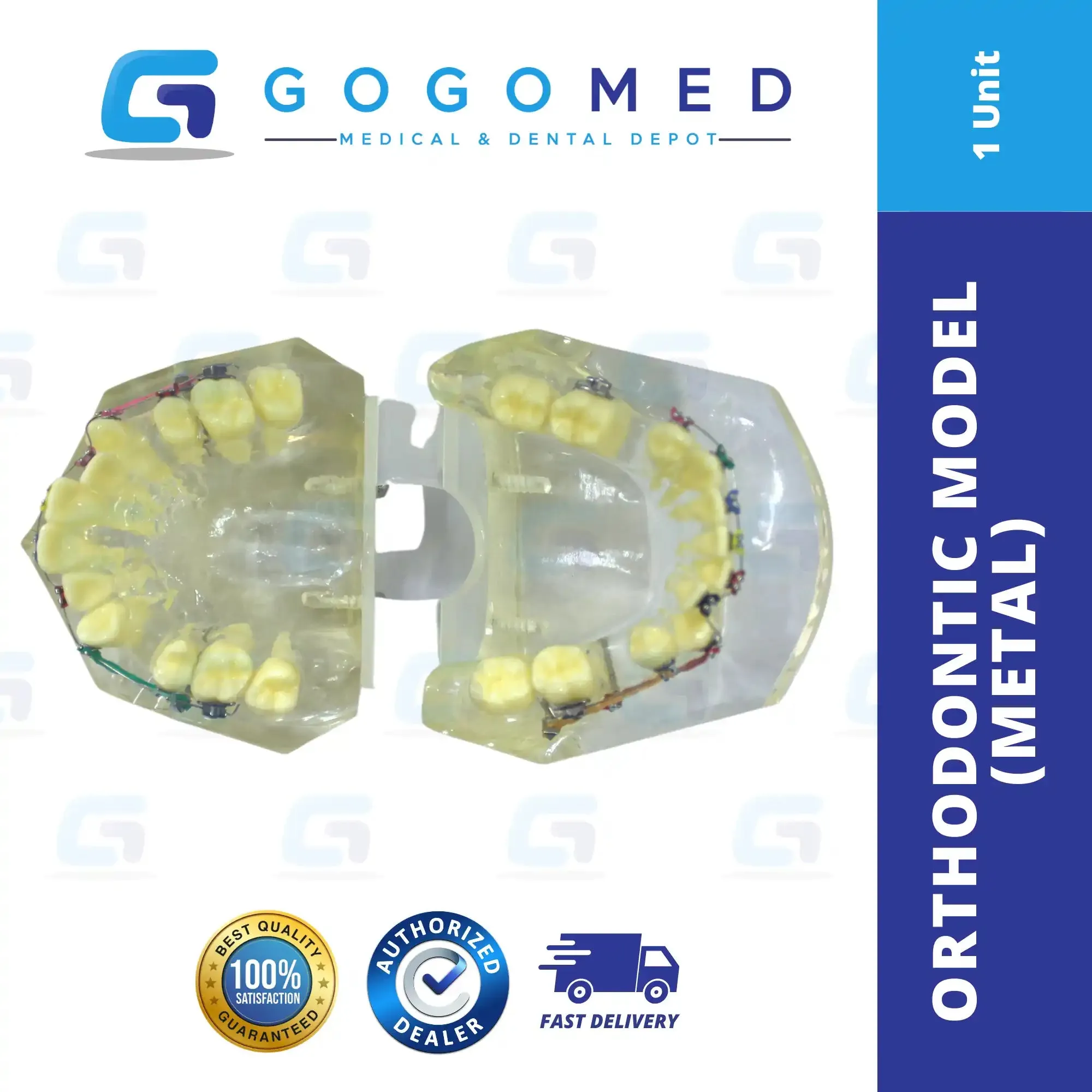 Orthodontic Model (Metal)