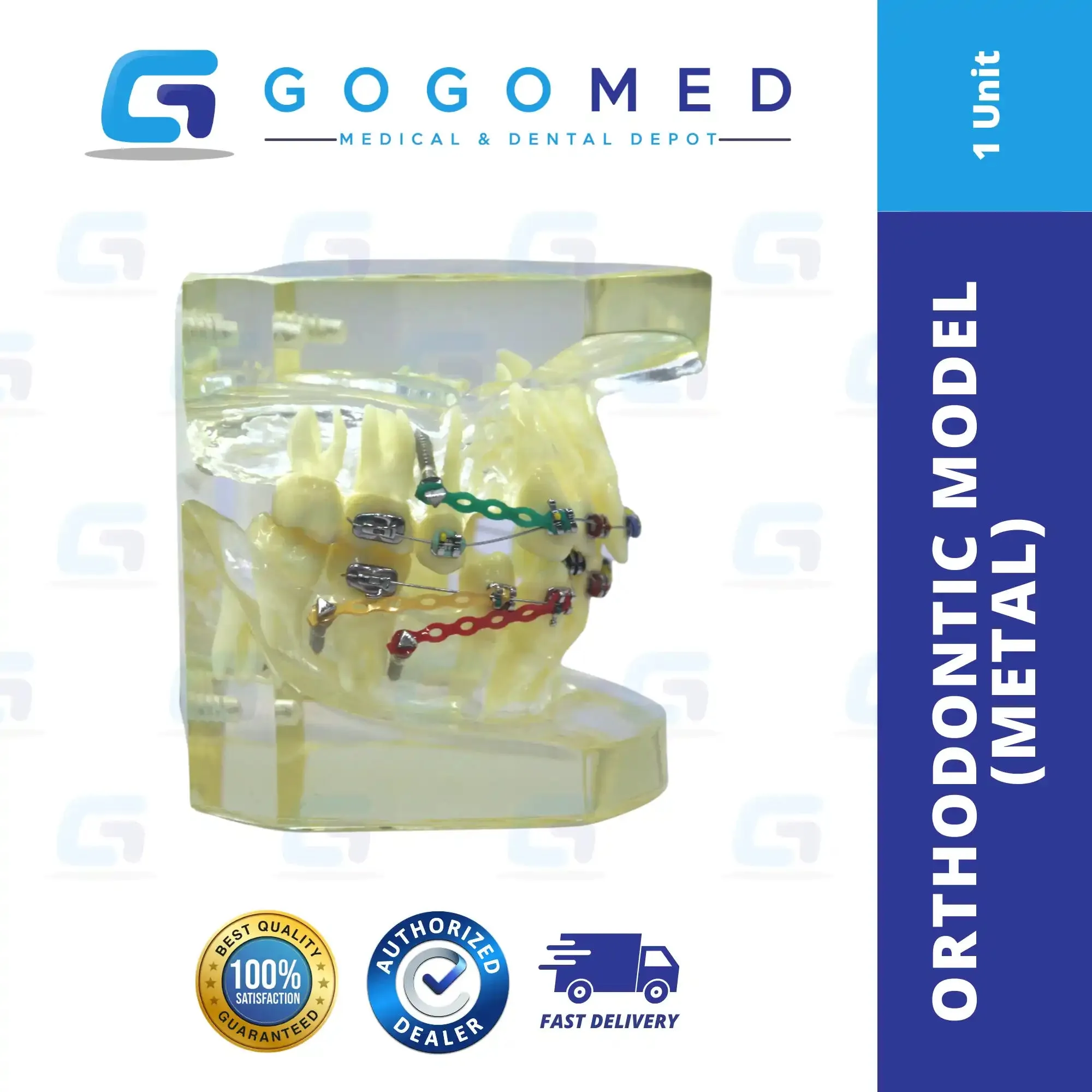 Orthodontic Model (Metal)