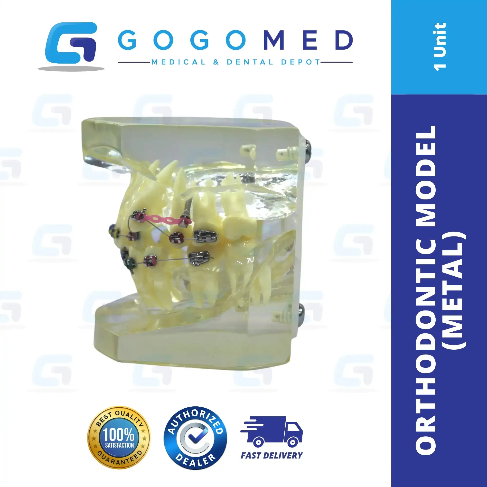 Orthodontic Model (Metal)